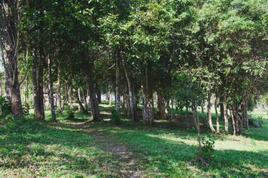Yeşil doğa yaz sıcağını sakinleştiriyor. Taze yeşil yaprak döken ağaçlardan oluşan manzara ormanı, eğlence alanı.