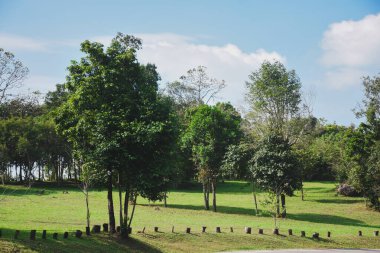 Yeşil doğa yaz sıcağını sakinleştiriyor. Taze yeşil yaprak döken ağaçlardan oluşan manzara ormanı, eğlence alanı.