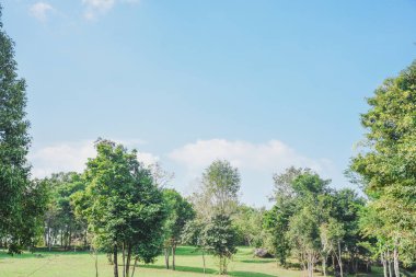 Yeşil doğa yaz sıcağını sakinleştiriyor. Taze yeşil yaprak döken ağaçlardan oluşan manzara ormanı, eğlence alanı.