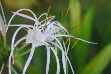Beyaz bir nilüfer çiçeğinin yakın çekimi. Çiçeğin uzun, ince, beyaz taç yaprakları zarifçe dışarı doğru kıvrılır ve merkezden çıkan turuncu uçlu pullar vardır. Arkaplan bulanık, 