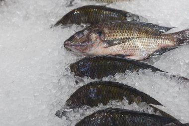 dark-colored fish lying on a bed of ice. The fish are arranged in parallel rows, and the ice is used to keep them fresh. clipart