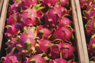Pitaya olarak da bilinen ejderha meyveleriyle dolu tahta bir sandık. Meyvelerin, yeşil ölçekli aksanları ile canlı pembe bir dış derisi vardır. Bu da Hylocereus cinsine ait olduklarını gösterir.. 