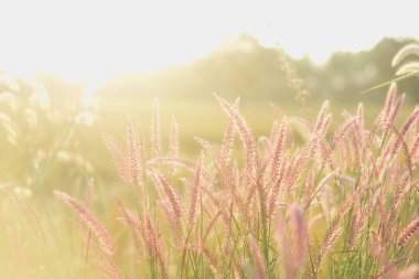 Pembe-mor tüylü uzun otların görüntüsü, muhtemelen bir çeşit süs çimeni, güneş tarafından aydınlatılıyor. Güneş ışığı sıcak, altın bir parıltı yaratıyor, çimenleri aydınlatıyor ve yumuşak bir ışık yaratıyor.