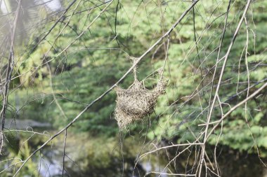 Ağacın ince bir dalından sarkan dallardan ve diğer doğal maddelerden oluşan kuş yuvası. Arka planda yeşil yapraklar ve bulanık ağaçlar var. Bu da doğal bir açık hava ortamı olduğunu gösteriyor..