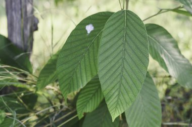 Bir Dipterocarpus alatus yaprağının yakın çekimi.