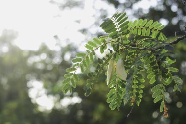 (Dok Khae, Tayland 'da yaygın olarak bulunan bir çiçek türüdür. Yeşil yapraklar ve beyaz çiçekler. Yapraklar küçük, oval şekilli ve gövde boyunca çiftler halinde dizilmiş.. 