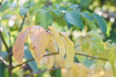 Yapraklı bir dala yakın çekim. Ön plandaki yapraklar sarıdır ve muhtemelen yazdan sonbahara geçiş sürecini işaret eden renk değiştirme sürecinde gibi görünmektedir..