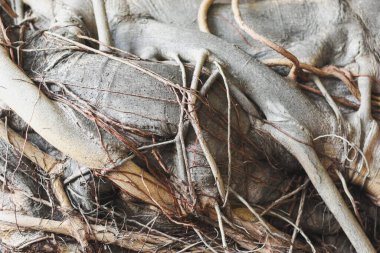 Bir Bodhi ağacının köklerine yakın çekim.