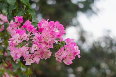 Pembe begonvil çiçeklerinden oluşan bir demet yakın plan. Çiçekler canlı ve narin, açık pembe ile koyu pembe arasında değişen gölgeler var.