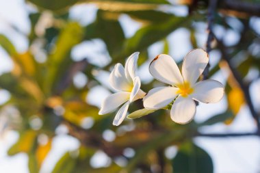 Bahçede çiçek açan Frangipani çiçekleri