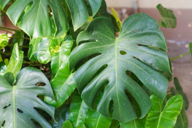 Gerçek bir Monstera yaprağına yakın çekim.