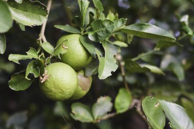 close-up of a branch with green citrus fruits, likely limes, growing on it. The fruits are surrounded by green leaves, some of which have visible damage or holes. clipart