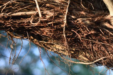 Bir ağaç dalının ya da sarmaşığın birbirine dolanmış kökleri ya da dalları ile yakın görüntüsü. Ana dalı çevreleyen ince, kahverengi, ahşap iplikçiklerin karmaşık ağına odaklanıyoruz..