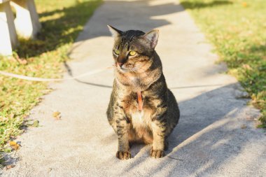 cat with a tabby coat pattern sitting on a concrete path clipart