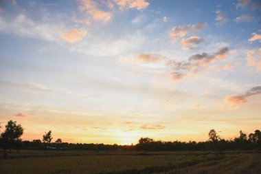 Akşam batımı ve ağaçların gölgeleri