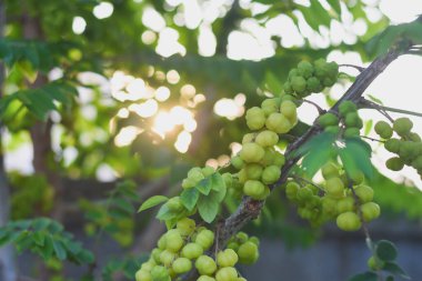 Üstüste dizilmiş meyveleri sarkmış, sarı renkli, küçük dallarla dolu bir dalda. Meyveler doğrudan dala bağlanmış ve yoğun bir şekilde paketlenmiş gibi görünüyor..