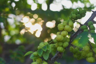 Üstüste dizilmiş meyveleri sarkmış, sarı renkli, küçük dallarla dolu bir dalda. Meyveler doğrudan dala bağlanmış ve yoğun bir şekilde paketlenmiş gibi görünüyor..