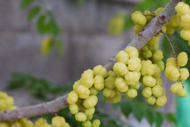 Üstüste dizilmiş meyveleri sarkmış, sarı renkli, küçük dallarla dolu bir dalda. Meyveler doğrudan dala bağlanmış ve yoğun bir şekilde paketlenmiş gibi görünüyor..