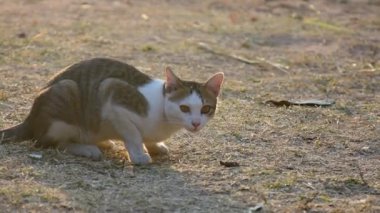 Kedi yemek yiyor..
