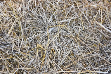 Kuru saman ya da saman yığınının yakın çekim görüntüsü. Saman açık kahverengi ve sarıdır, çeşitli uzunluklar ve sap kalınlıkları birbirine dolanmış ve üst üste binmiştir..