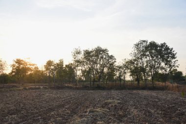 Ön planda bir tarlası ve arka planda ağaçlar olan bir manzara. Güneş ya doğuyor ya da batıyor. Sahnenin üzerine sıcak bir parıltı saçıyor..