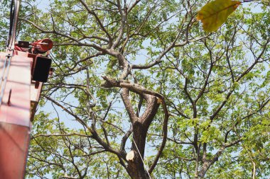 Kırmızı metal bir konteynıra ya da kamyon yatağına yüklenmiş kesik kütükler. Kütükler yeni kesilmiş gibi görünüyor. Ucundaki açık renkli ahşaptan da anlaşılıyor..