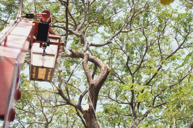 Kırmızı metal bir konteynıra ya da kamyon yatağına yüklenmiş kesik kütükler. Kütükler yeni kesilmiş gibi görünüyor. Ucundaki açık renkli ahşaptan da anlaşılıyor..