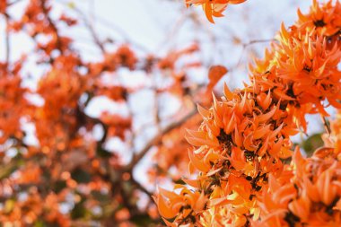 Uzamış, kavisli bir portakal çiçeği odak noktasında. Önplandaki çiçeği vurgulamak için arkaplan bulanıklaştırılmış.