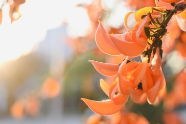 Uzamış, kavisli bir portakal çiçeği odak noktasında. Önplandaki çiçeği vurgulamak için arkaplan bulanıklaştırılmış.