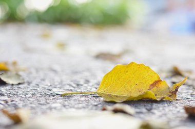 Beton zeminde kuru yapraklar