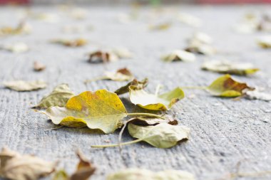 Beton zeminde kuru yapraklar