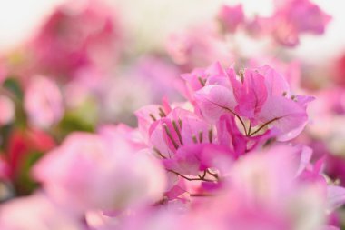 Çiçek açmış birkaç pembe çiçek. Bu çiçekler pembenin çeşitli tonlarında, açık pembeden koyu pembeye kadar çeşitlilik gösterir..