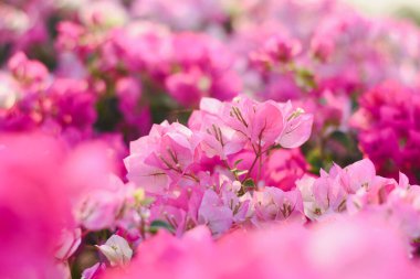 Çiçek açmış birkaç pembe çiçek. Bu çiçekler pembenin çeşitli tonlarında, açık pembeden koyu pembeye kadar çeşitlilik gösterir..