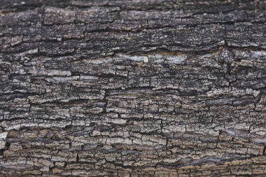 Kabuğun kabuğunu yakın plan, çeşitli çatlaklar ve çatlaklarla kabuk yüzeyini vurguluyor. Karmaşık desenler ve gri ve kahverenginin değişik tonları ağacı çok ilginç kılıyor..