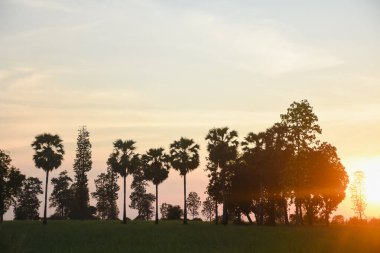 Asgari yapraklı, ince ağaçlardan oluşan bir grup. Ağaçlar belirgin bir şekilde berrak bir gökyüzünün arka planına karşı siluetlenmiş, ufuk çizgisine yakın sıcak turuncu ve altın renklerine dönüşüyorlar..