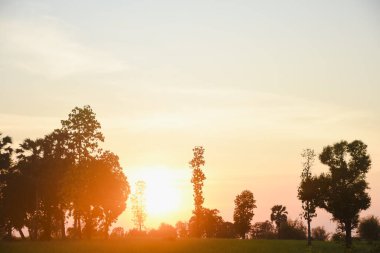 Asgari yapraklı, ince ağaçlardan oluşan bir grup. Ağaçlar belirgin bir şekilde berrak bir gökyüzünün arka planına karşı siluetlenmiş, ufuk çizgisine yakın sıcak turuncu ve altın renklerine dönüşüyorlar..