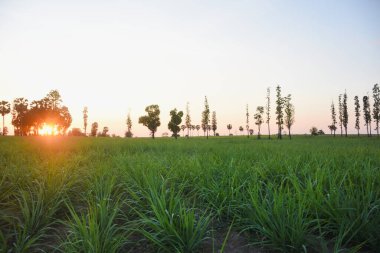 Gün batımında huzurlu bir manzara. Güneş kısmen dağınık ağaçların arkasına gizlenmiş. Gökyüzünde sıcak bir turuncu parıltı yayıyor..