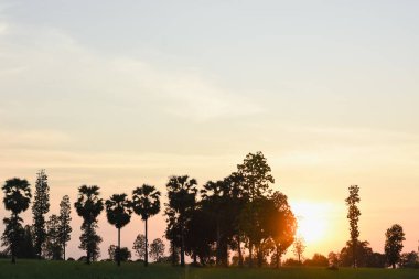 Asgari yapraklı, ince ağaçlardan oluşan bir grup. Ağaçlar belirgin bir şekilde berrak bir gökyüzünün arka planına karşı siluetlenmiş, ufuk çizgisine yakın sıcak turuncu ve altın renklerine dönüşüyorlar..