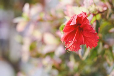 Hibiscus çiçekleri parlak renkli ve güzeldir. Parlak kırmızı yapraklar onları öne çıkarıyor..