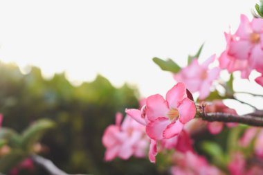 Bu bir adenyuma benziyor, aynı zamanda çöl gülü olarak da bilinir. Beyaz merkezli pembe taç yaprakları gerçekten büyüleyici..