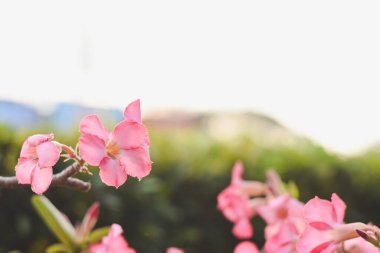 Bu bir adenyuma benziyor, aynı zamanda çöl gülü olarak da bilinir. Beyaz merkezli pembe taç yaprakları gerçekten büyüleyici..