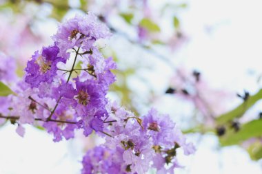 Çiçek açmış mor çiçekler o kadar güzel ki. Yeşil tomurcuklar ve yapraklar doğal bir cazibe eklerken, narin yapraklar ve parlak sarı pullar parlak bir kontrast oluşturur..