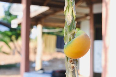 Ağaçta olgunlaşmış papaya meyvesi. Papayanın canlı turuncu ve yeşil tonları oldukça çarpıcı ve doğal büyüme sürecinin bu kadar canlı yakalanması büyüleyici..