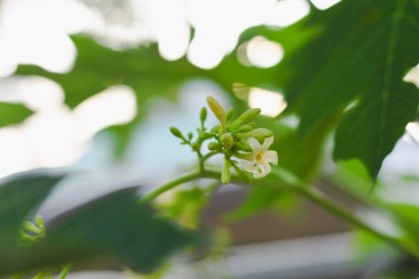 Papaya çiçekleri doğal bir papaya ağacında