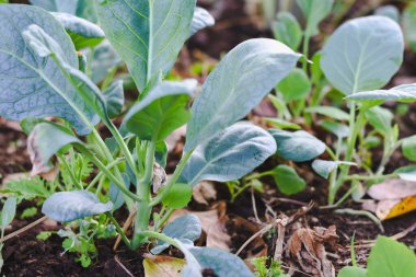 Kale organik bahçede.