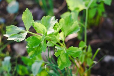 Bahçede kereviz yaprakları