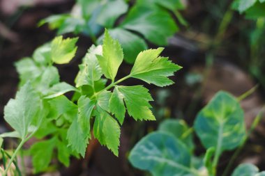 Bahçede kereviz yaprakları