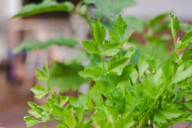 Bahçede kereviz yaprakları