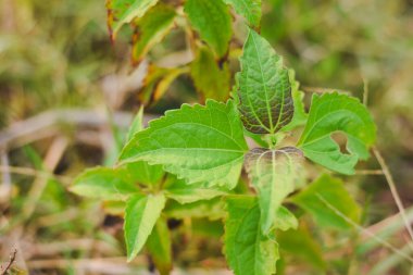Kromolaena odoratasını kapat.