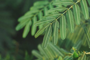 Parlak yeşil yaprakları olan bir ağaca yakın plan. Yapraklar fotoğrafta çok göze çarpıyor, arka plan bulanıklaşıyor, bu da ağacı baş süs yapıyor..